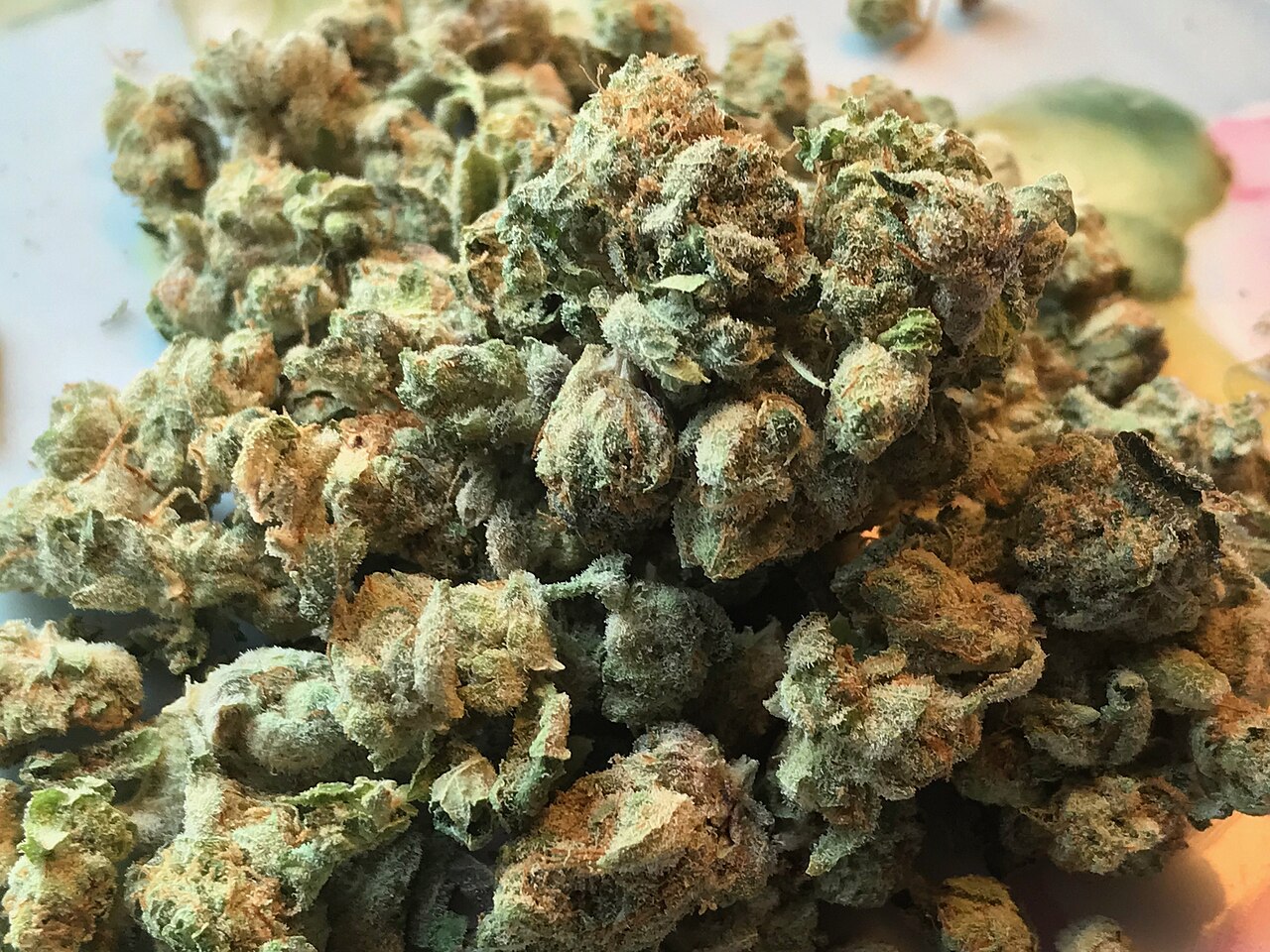 Cannabis flos Medalchemy THC 25% CBD ≤ 1% (Zookies)